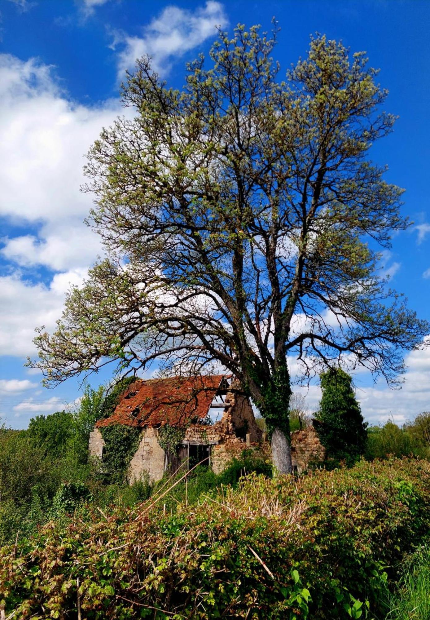 Maison Du Grand Moulin Saint-Aubin-en-Charollais Exteriör bild